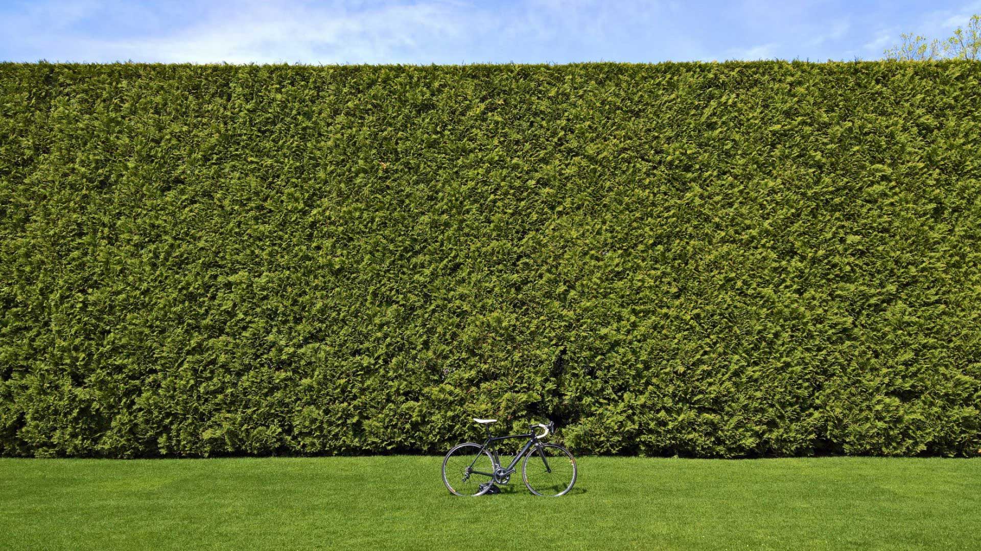 Shrubbery with Bike